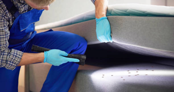 Best Termite Control Services  in Verona, KY