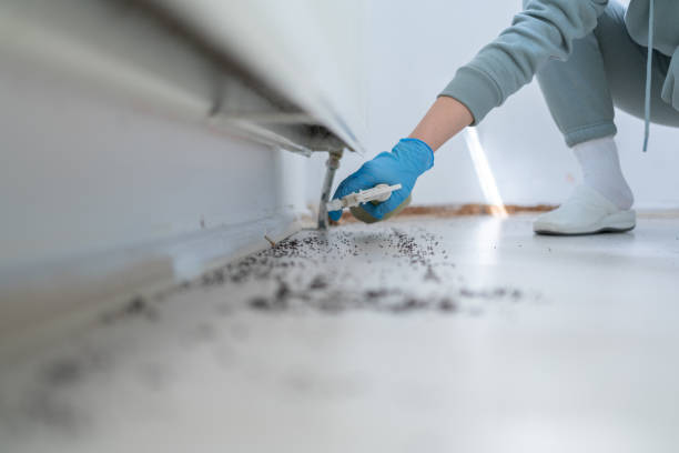 Best Pest Removal Services  in Verona, KY